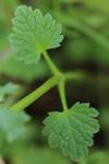 Lamium amplexicaule