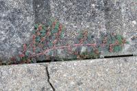 Euphorbia maculata