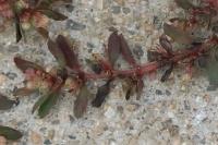 Euphorbia maculata