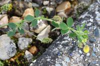 Medicago lupulina