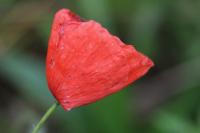 Papaver rhoeas