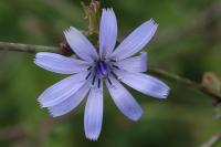 Cichorium intybus