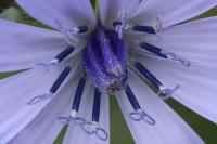 Cichorium intybus