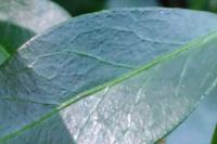 Vinca minor