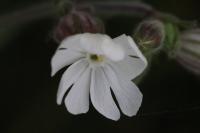 Silene latifolia