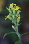 Solidago virgaurea