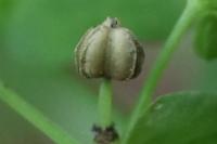 Euphorbia peplus