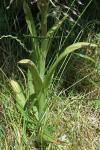 Himantoglossum hircinum