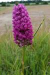 Anacamptis pyramidalis