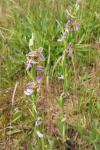 Ophrys