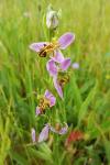 Ophrys