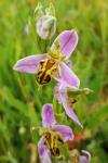 Ophrys