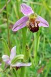 Ophrys apifera