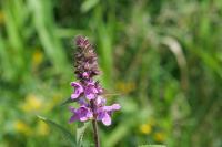 Stachys palustris