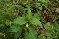 Hieracium virgultorum