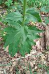 Hieracium virgultorum