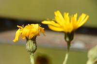 Hieracium murorum
