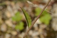 Hieracium murorum
