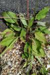 Hieracium murorum