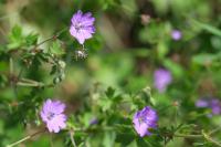 Geranium molle