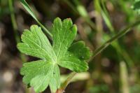Geranium molle
