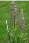 Himantoglossum hircinum