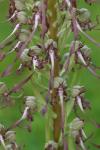 Himantoglossum hircinum