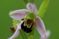 Ophrys apifera
