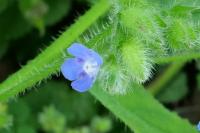 Pentaglottis sempervirens