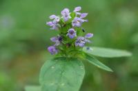 Prunella vulgaris