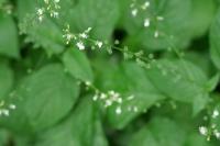 Circaea lutetiana