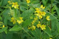 Lysimachia vulgaris