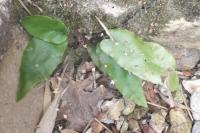 Asplenium scolopendrium