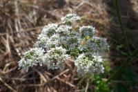 Heracleum sphondylium