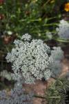 Daucus carota