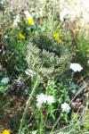 Daucus carota