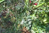 Daucus carota