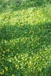 Ficaria verna