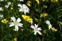 Rabelera holostea