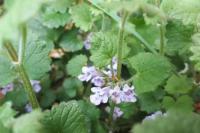 Glechoma hederacea