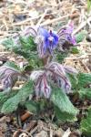 Borago officinalis