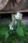 Lamium album