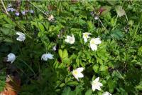 Anemone nemorosa