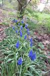 Muscari neglectum