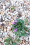 Lamium amplexicaule