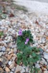 Lamium amplexicaule