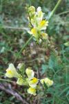 Linaria vulgaris