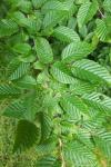 Carpinus betulus