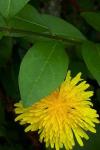 Taraxacum officinale