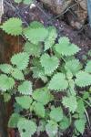 Urtica dioica